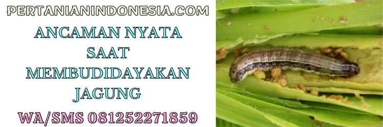 ancaman,opt,hama,penyakit,gangguan,tanaman jagung